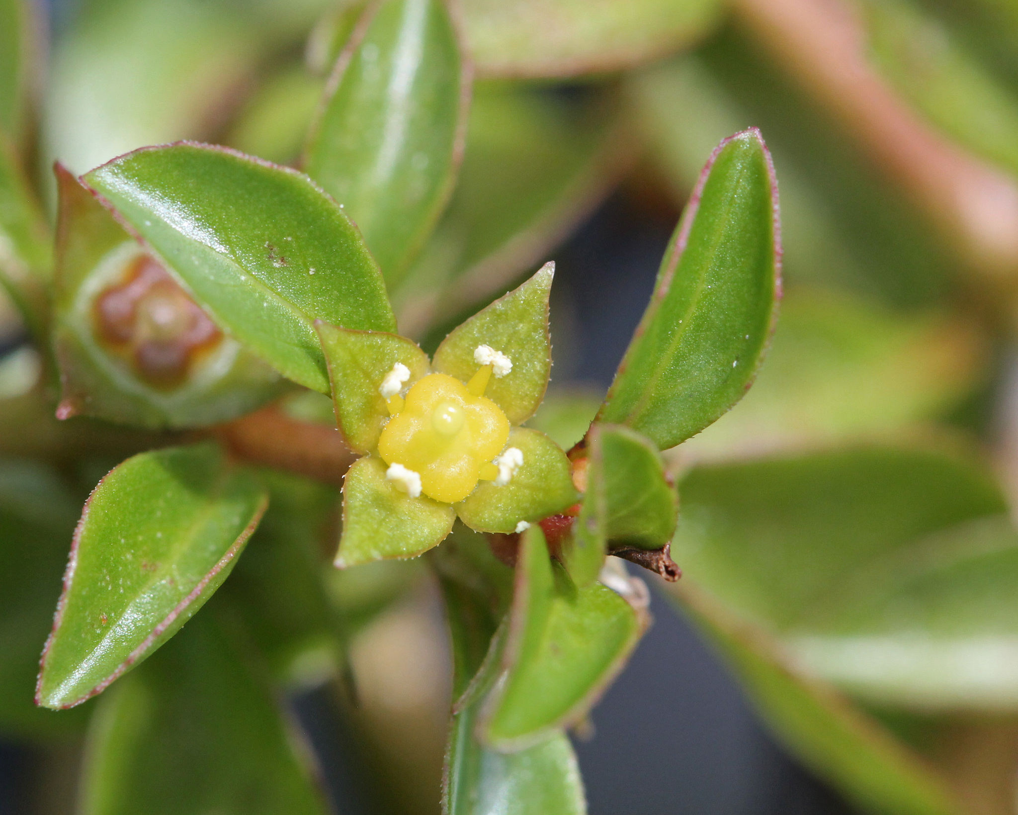 Ludwigia repens
